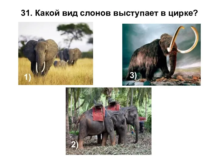 31. Какой вид слонов выступает в цирке? 1) 2) 3)