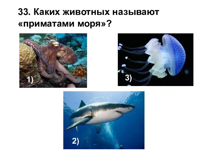 33. Каких животных называют «приматами моря»? 1) 2) 3)