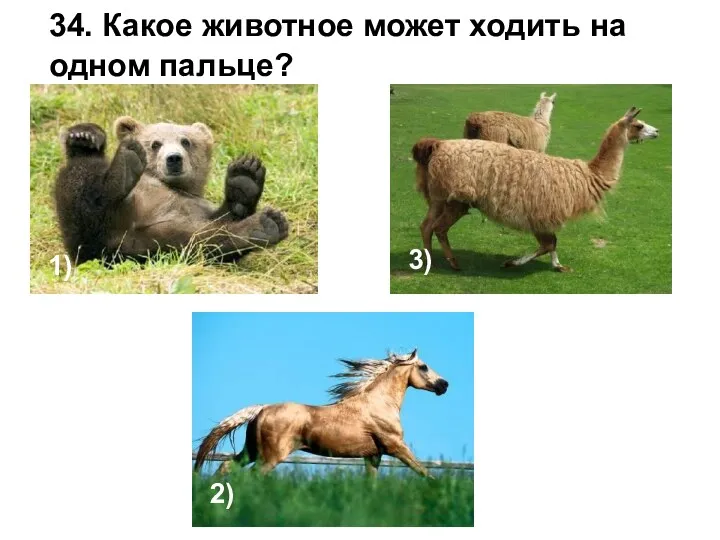 34. Какое животное может ходить на одном пальце? 1) 2) 3)