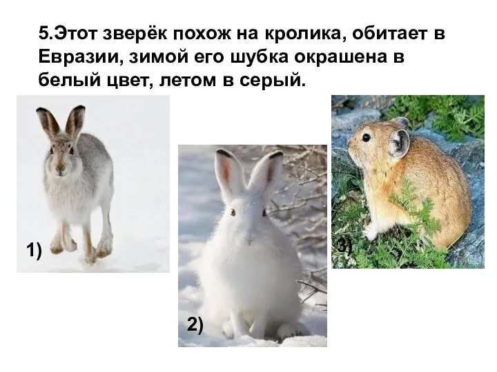 5.Этот зверёк похож на кролика, обитает в Евразии, зимой его