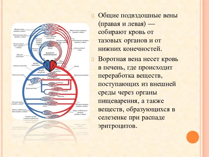 Общие подвздошные вены (правая и левая) — собирают кровь от