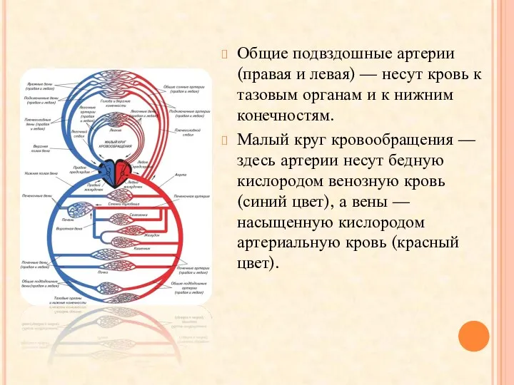 Общие подвздошные артерии (правая и левая) — несут кровь к