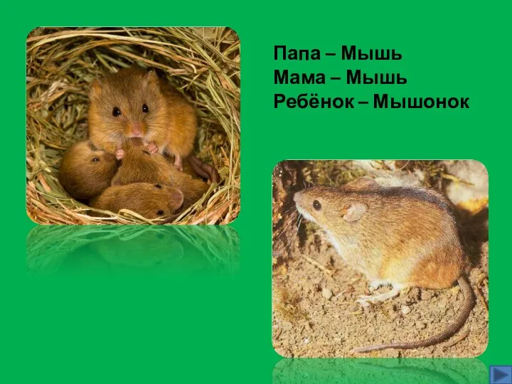 Папа – Мышь Мама – Мышь Ребёнок – Мышонок