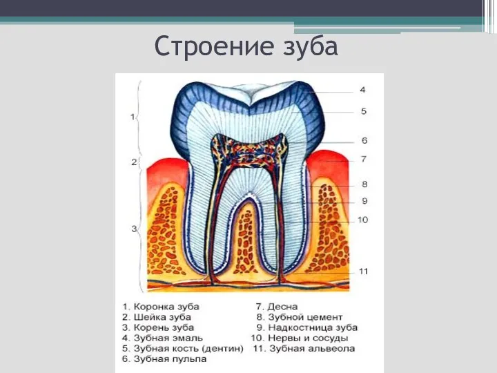 Строение зуба