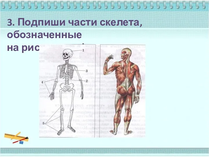 3. Подпиши части скелета, обозначенные на рисунке цифрами.