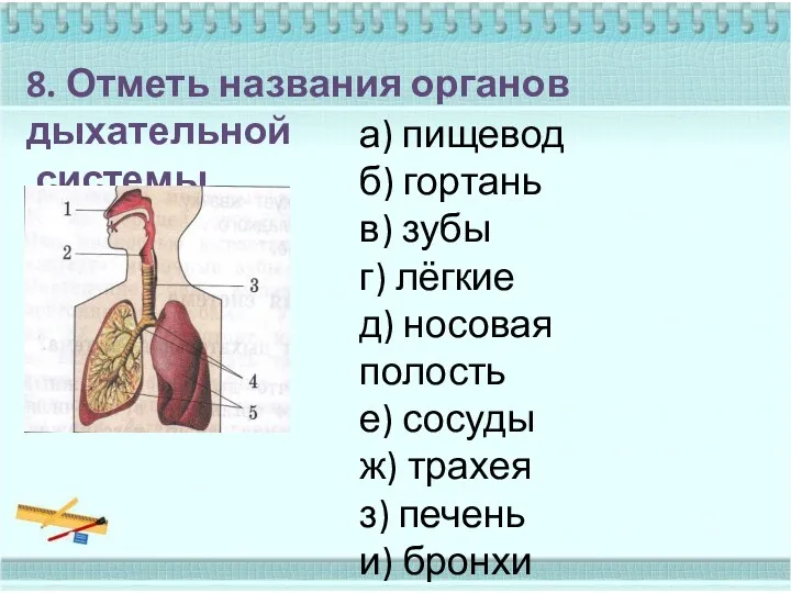 8. Отметь названия органов дыхательной системы. а) пищевод б) гортань