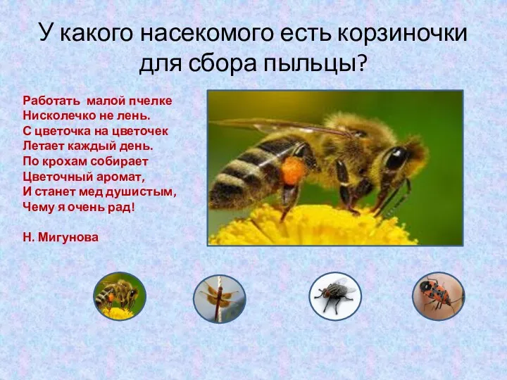 У какого насекомого есть корзиночки для сбора пыльцы? Работать малой пчелке Нисколечко не