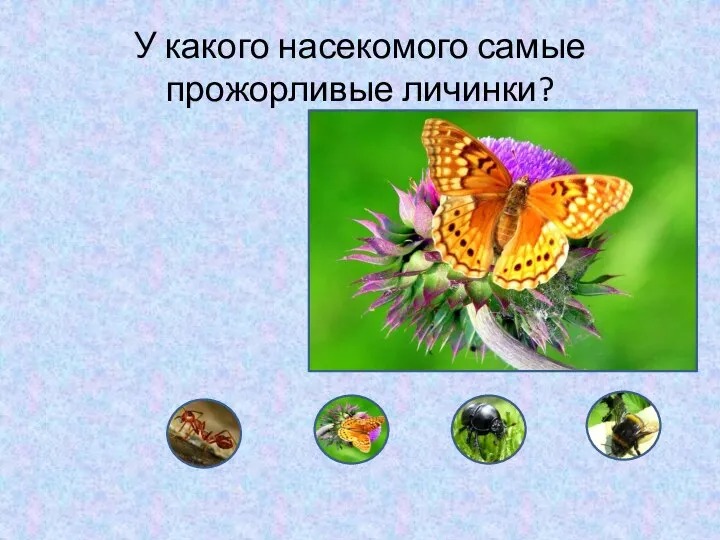 У какого насекомого самые прожорливые личинки? Спал цветок и вдруг
