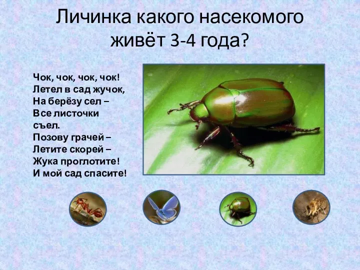 Личинка какого насекомого живёт 3-4 года? Чок, чок, чок, чок! Летел в сад