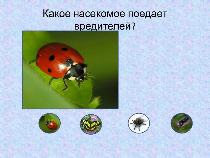 Какое насекомое поедает вредителей? Я нашел жука в траве, Я держу его в