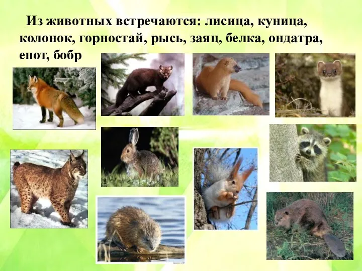 Из животных встречаются: лисица, куница, колонок, горностай, рысь, заяц, белка, ондатра, енот, бобр