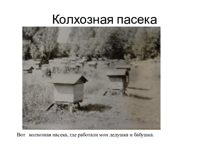 Колхозная пасека Вот колхозная пасека, где работали мои дедушка и бабушка.