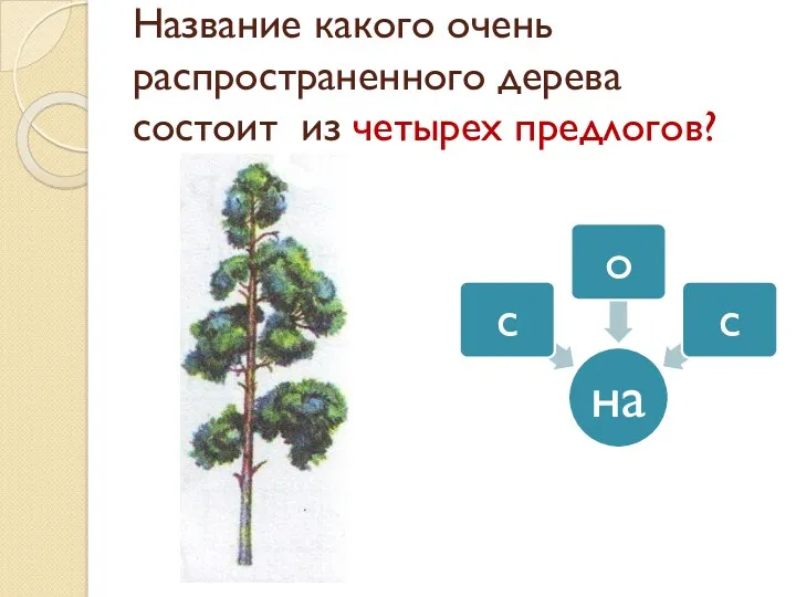 Название какого очень распространенного дерева состоит из четырех предлогов?