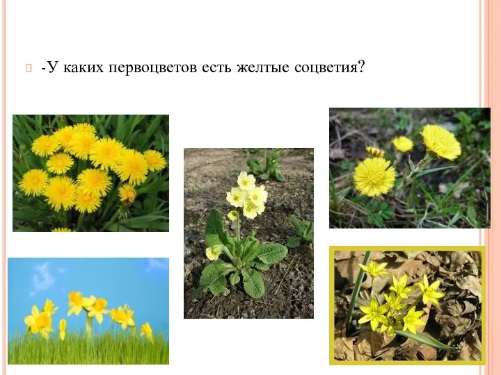 -У каких первоцветов есть желтые соцветия?