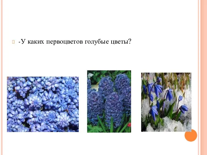 -У каких первоцветов голубые цветы?