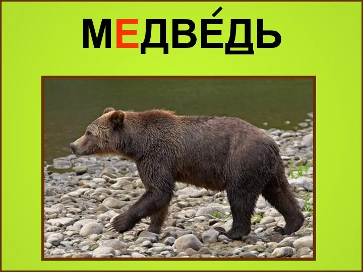 МЕДВЕДЬ