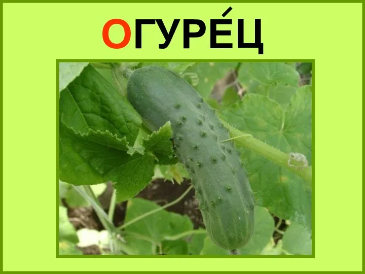 ОГУРЕЦ