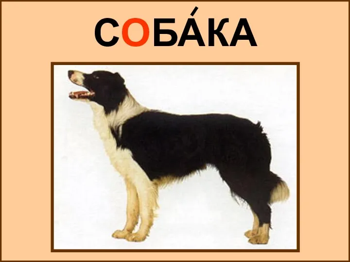 СОБАКА