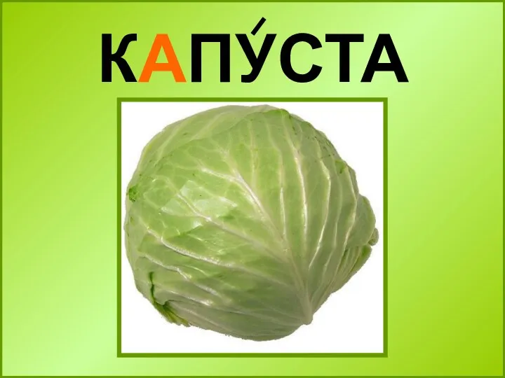 КАПУСТА