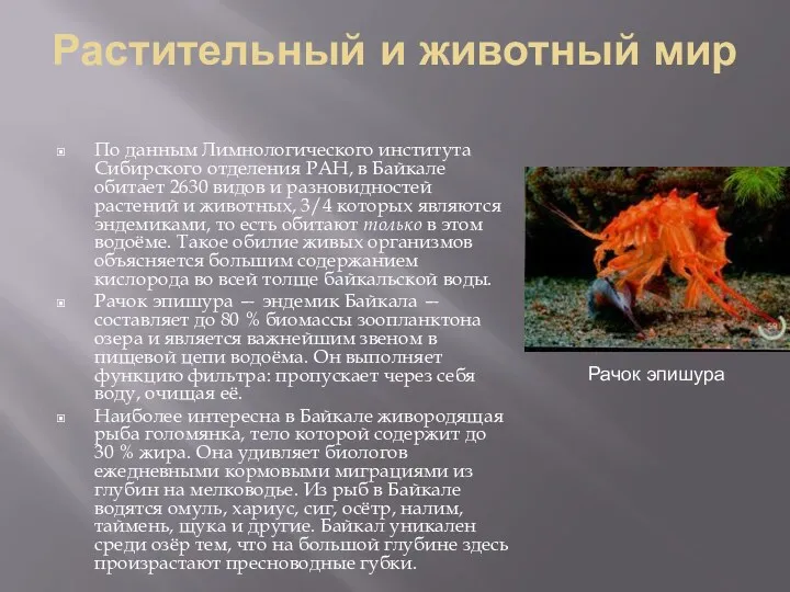 Растительный и животный мир По данным Лимнологического института Сибирского отделения
