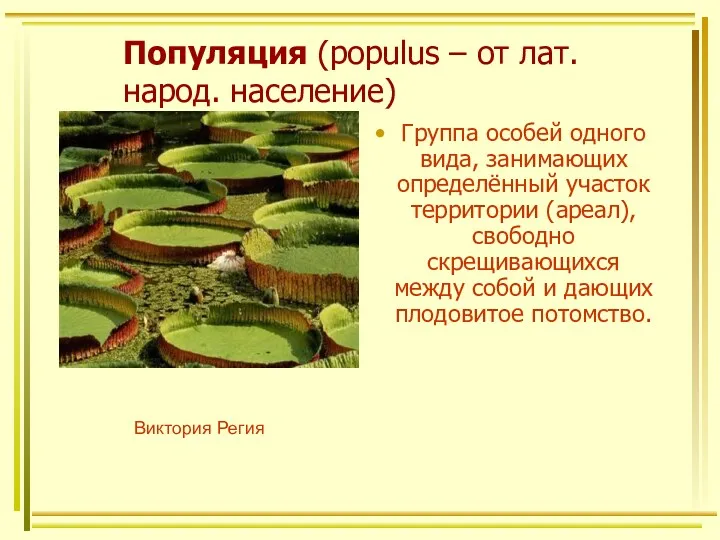 Популяция (populus – от лат. народ. население) Группа особей одного