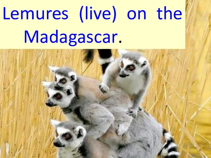 Lemures (live) on the Madagascar.