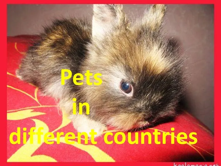 Pets in different countries