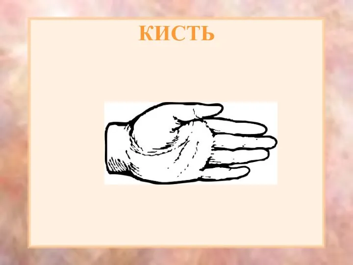 КИСТЬ