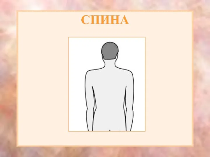 СПИНА