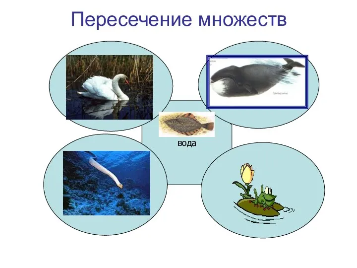 Пересечение множеств вода