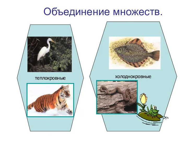 Объединение множеств. теплокровные холоднокровные