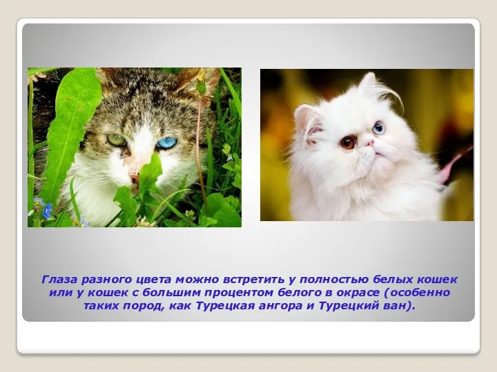 Глаза разного цвета можно встретить у полностью белых кошек или у кошек с
