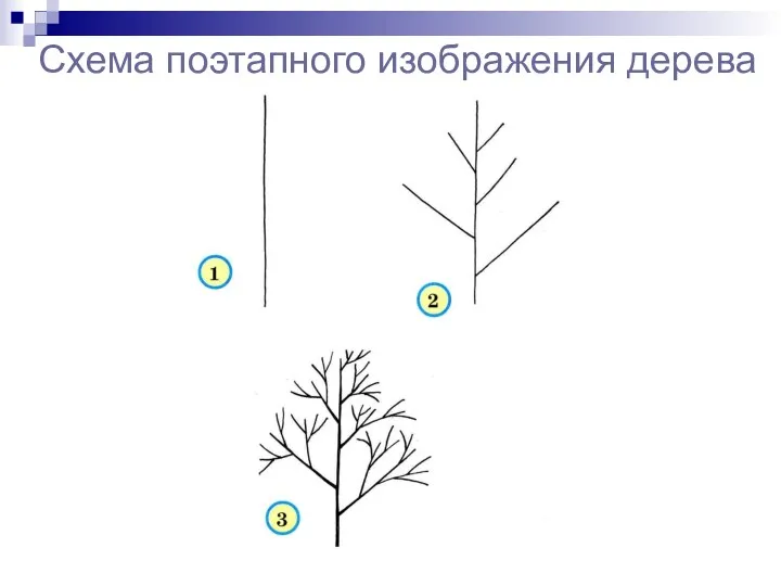 Схема поэтапного изображения дерева