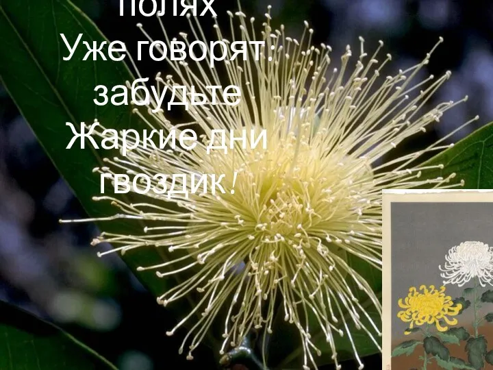 Хризантемы в полях Уже говорят: забудьте Жаркие дни гвоздик!
