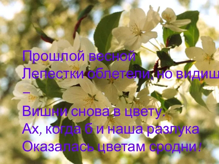 Прошлой весной Лепестки облетели, но видишь – Вишни снова в цвету. Ах, когда