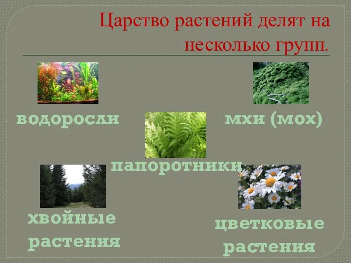 Царство растений делят на несколько групп. мхи (мох) хвойные растения цветковые растения водоросли папоротники