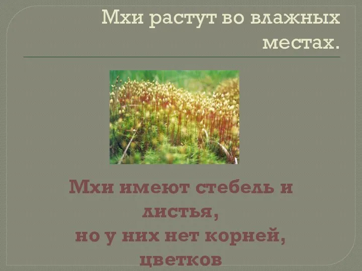 Мхи растут во влажных местах. Мхи имеют стебель и листья,