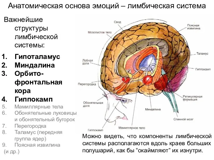 Анатомическая основа эмоций – лимбическая система Важнейшие структуры лимбической системы: