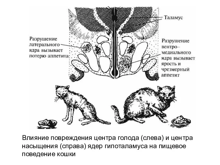 Влияние повреждения центра голода (слева) и центра насыщения (справа) ядер гипоталамуса на пищевое поведение кошки