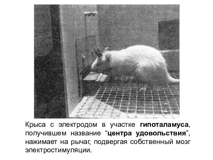 Крыса с электродом в участке гипоталамуса, получившем название “центра удовольствия”,