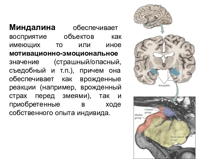 Миндалина обеспечивает восприятие объектов как имеющих то или иное мотивационно-эмоциональное