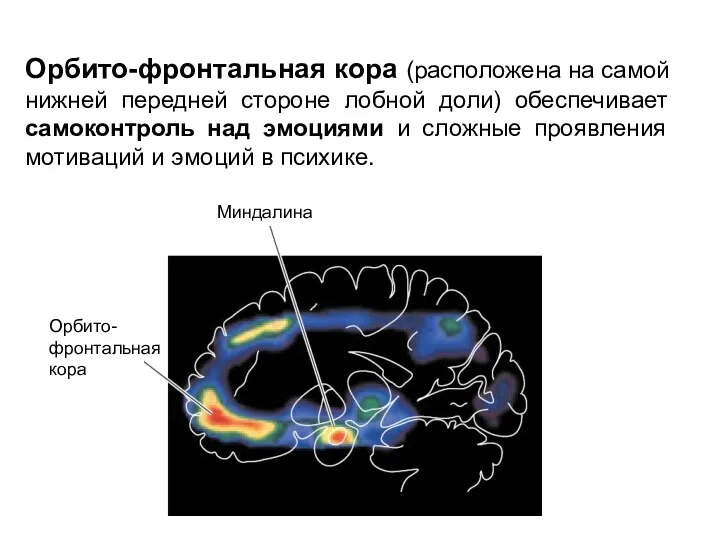 Орбито-фронтальная кора (расположена на самой нижней передней стороне лобной доли)