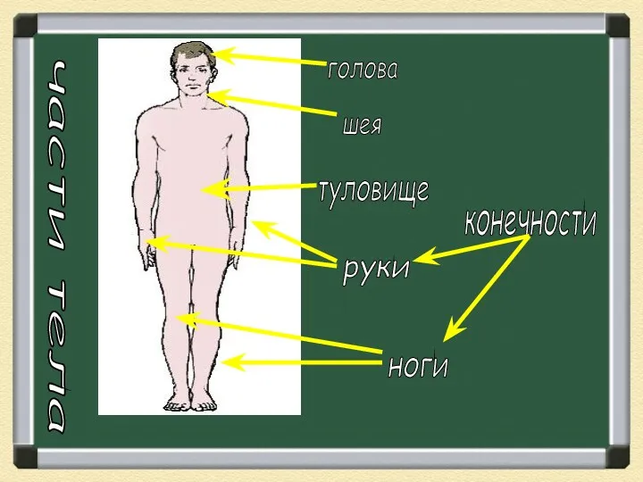 части тела голова шея руки ноги конечности туловище