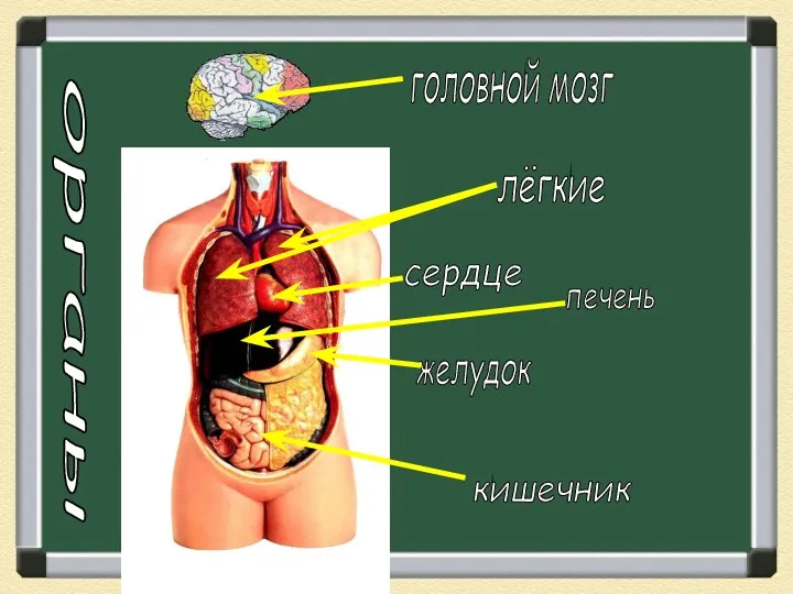 органы головной мозг лёгкие сердце печень желудок кишечник