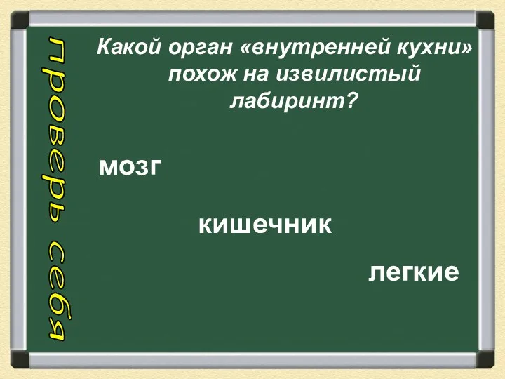 Какой орган «внутренней кухни» похож на извилистый лабиринт? проверь себя мозг кишечник легкие