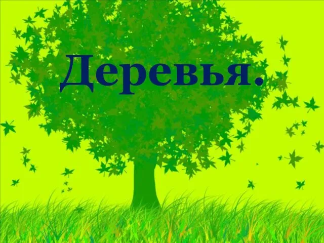 Деревья. Лиственные и хвойные деревья