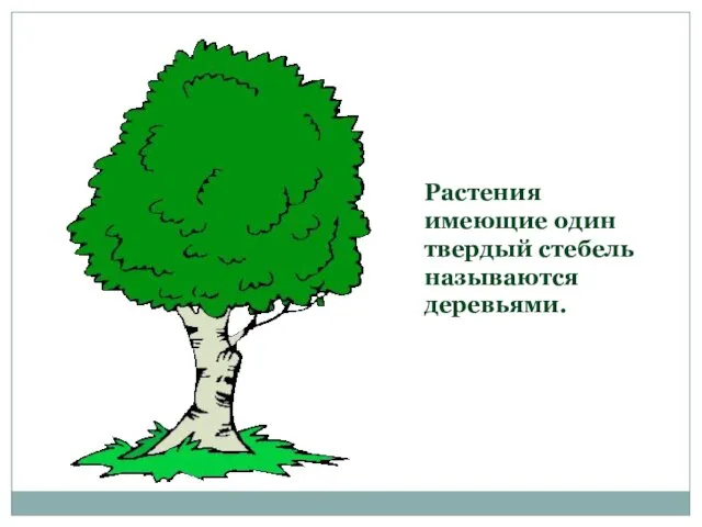 Растения имеющие один твердый стебель называются деревьями.