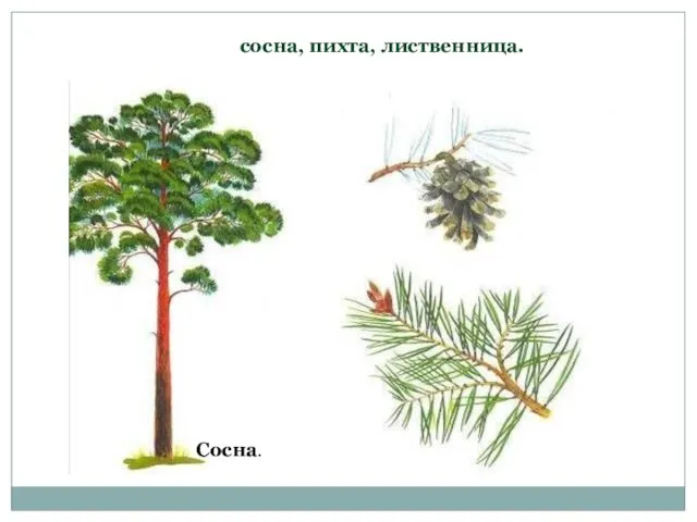 сосна, пихта, лиственница. Сосна.