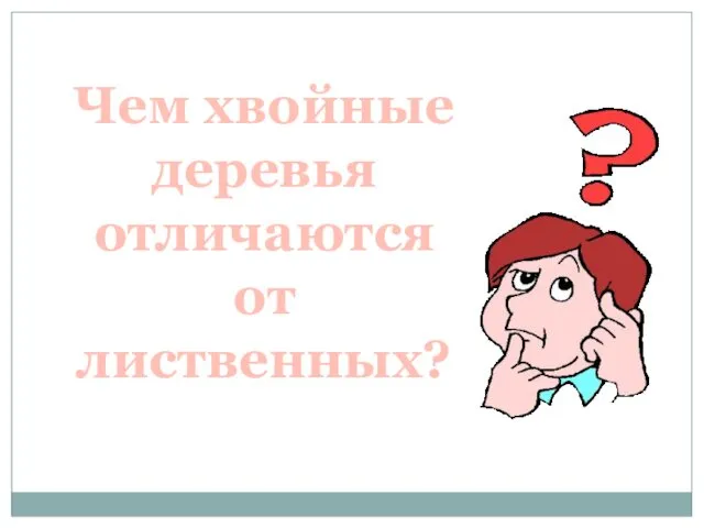 Чем хвойные деревья отличаются от лиственных?