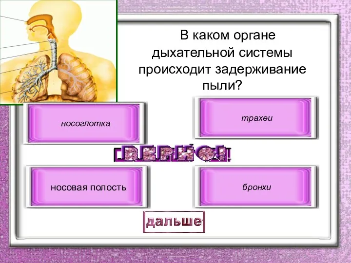 В каком органе дыхательной системы происходит задерживание пыли? носовая полость носоглотка трахеи бронхи